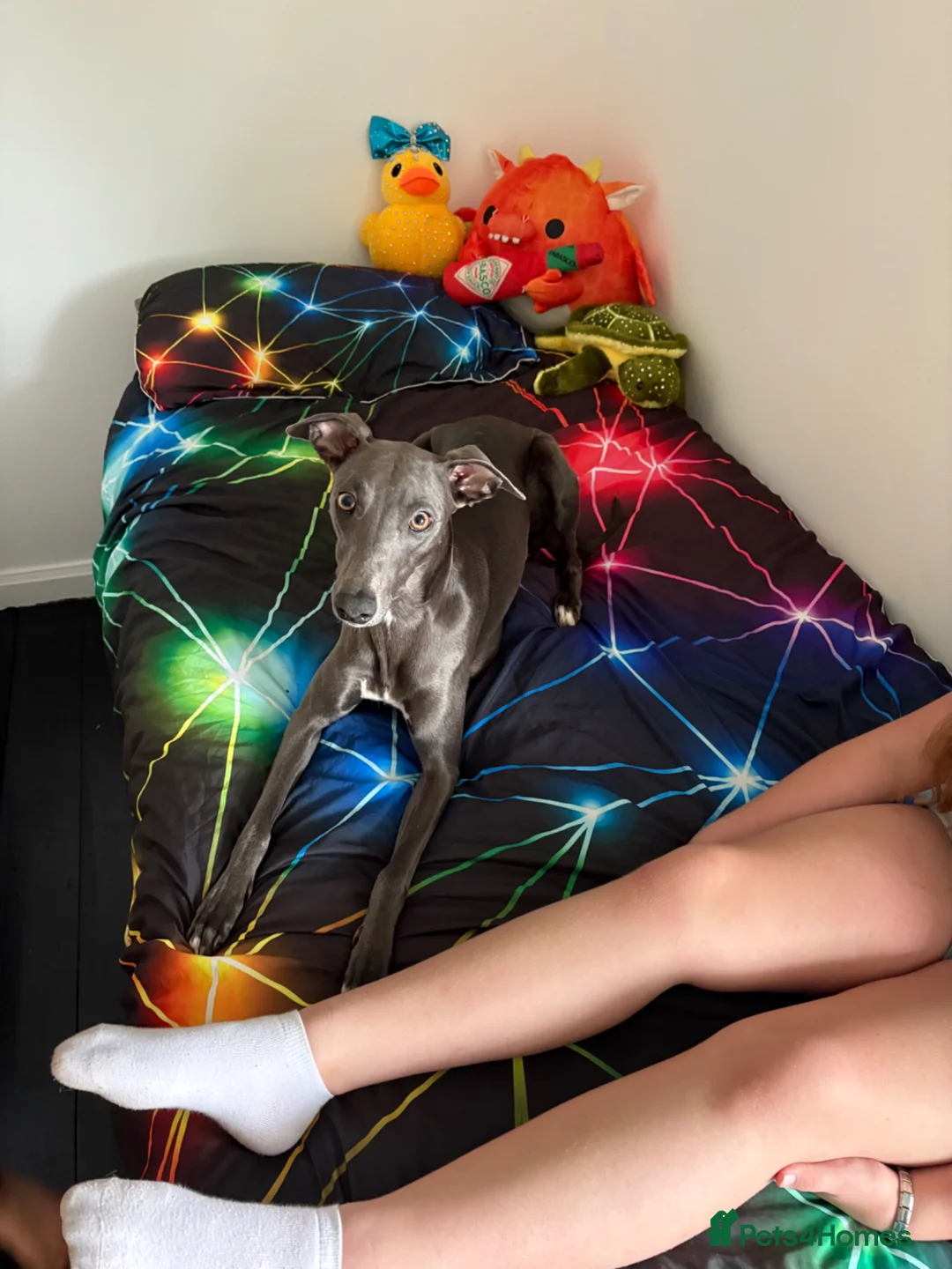 Mixed Breed dogs for sale: Beautiful whippet cross borador puppies - Advert 31