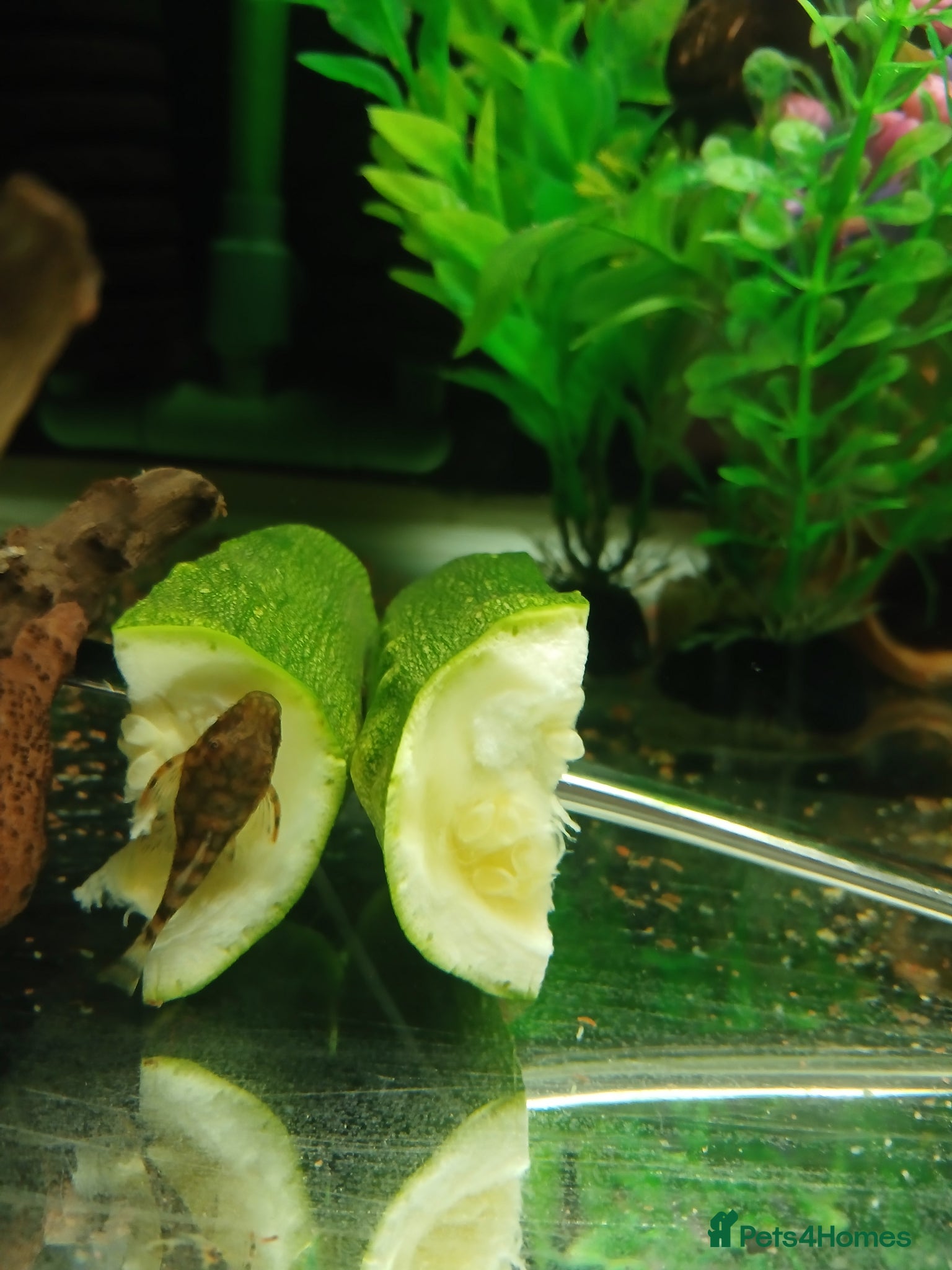 Plecos fish L528 Rio Paraguay Pleco - Advert 6