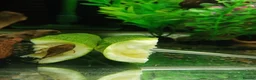 Plecos fish for sale: L528 Rio Paraguay Pleco - Advert 1