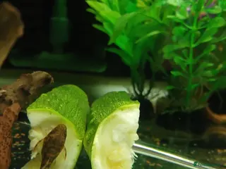 Plecos fish L528 Rio Paraguay Pleco - Advert 6