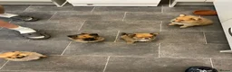 Pomeranian dogs for sale: Pomeranian puppies. - Advert 1