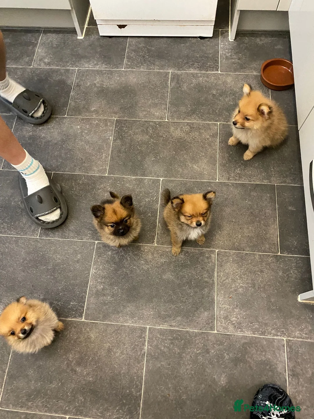 Pomeranian dogs for sale: Pomeranian puppies. - Advert 1