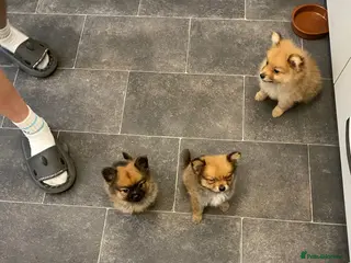Pomeranian dogs Pomeranian puppies. - Advert 1