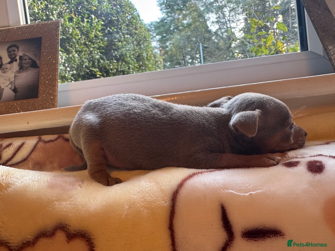 Jack Russell dogs for sale: Much Wenlock stunning miniature puppy  - Advert 24