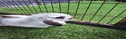 Mini Lop rabbits for sale: Beautiful mini lops for sale 💙🩷 - Advert 4