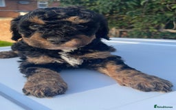 Maltipoo dogs for sale: F1B maltipoo - Image 14