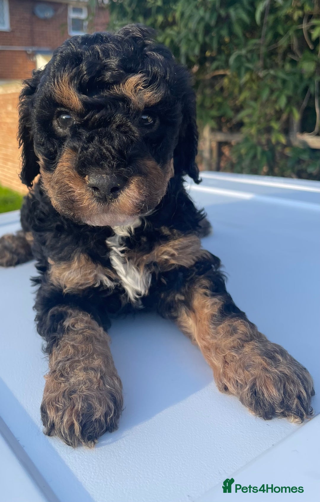 Maltipoo dogs for sale: F1B maltipoo - Image 14