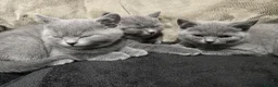 British Shorthair cats for sale: British Shorthair kittens READY NOW - Advert 4