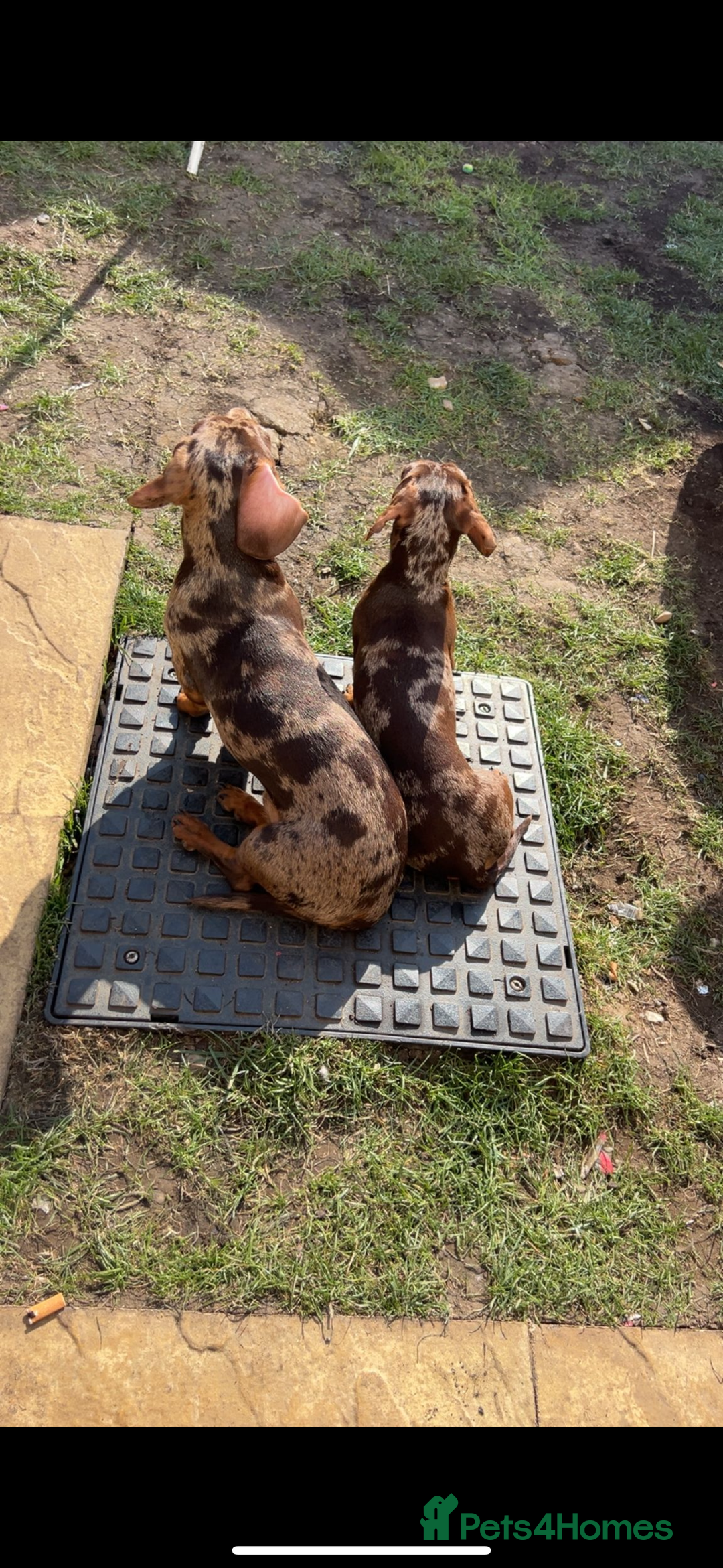 Miniature Dachshund dogs for stud: Miniature dachshund Rolex - Advert 2