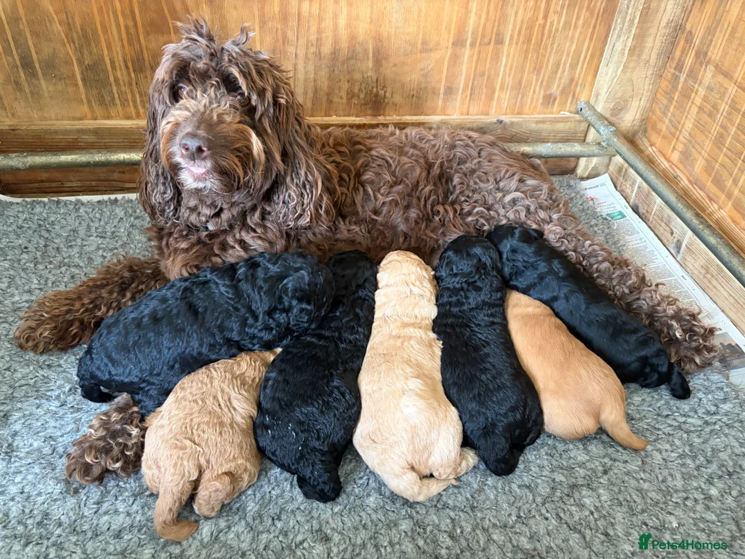 Goldendoodle dogs for sale: Cotswold Miniature/Toy Goldendoodles, All Colours - Advert 1