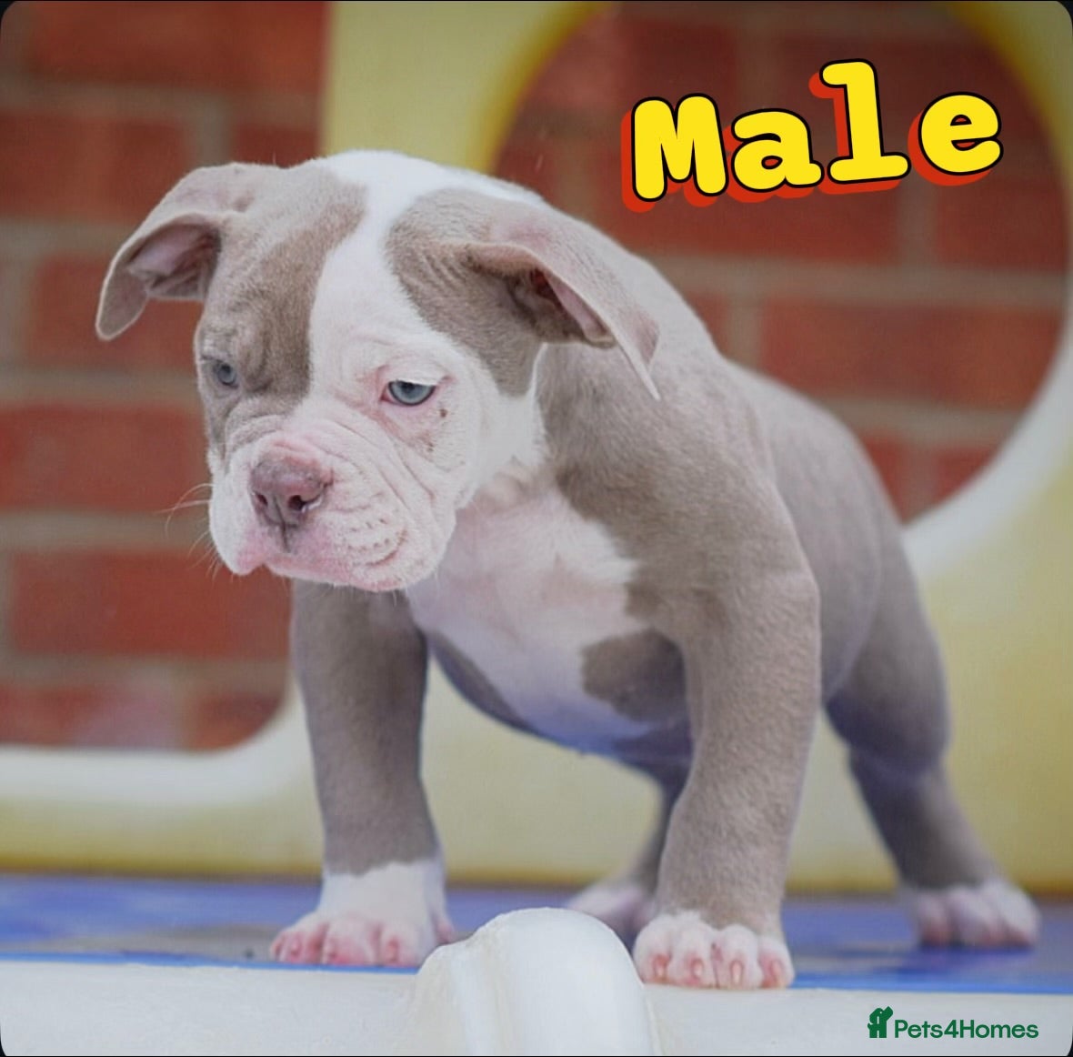 Olde English Bulldogge dogs 23 years experience 5⭐️Rated licensed  - Advert 2