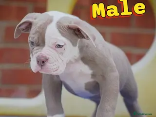 Olde English Bulldogge dogs 23 years experience 5⭐️Rated licensed - Advert 2