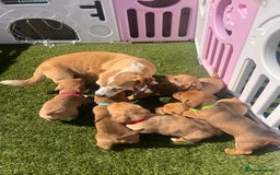 Mixed Breed dogs for sale: 7 beautiful jackshund puppies for sale - Image 39