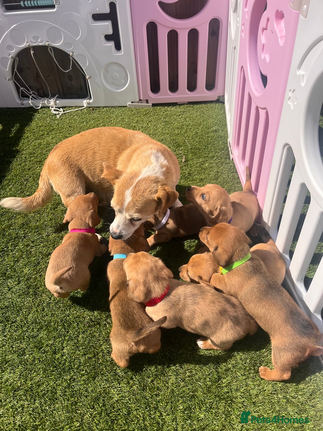 Mixed Breed dogs for sale: 7 beautiful jackshund puppies for sale - Image 39