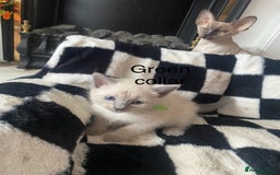 Ragamese cats for sale: Ragamese kittens  - Image 4