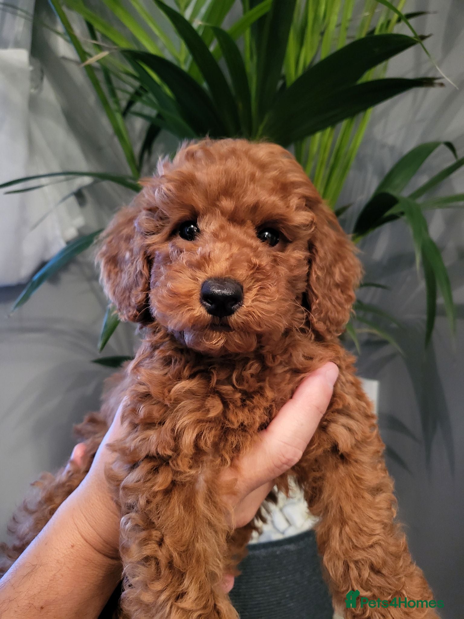 Miniature Poodle dogs KC Registered miniature poodle  - Advert 2