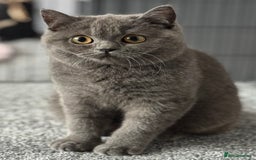 British Shorthair cats for sale: British shorthair kittens  - Image 5