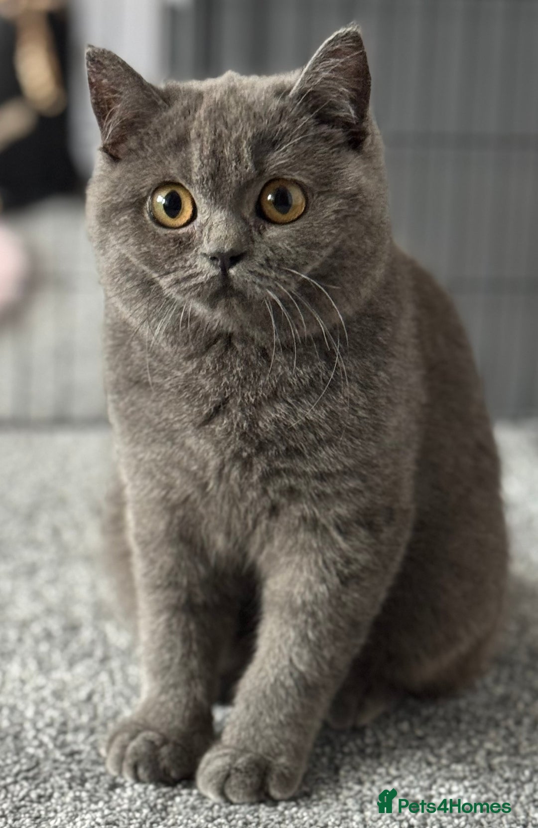 British Shorthair cats for sale: British shorthair kittens  - Image 5