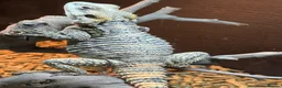 Dragon reptiles for sale: Painted dragon + full set up  - Advert 4