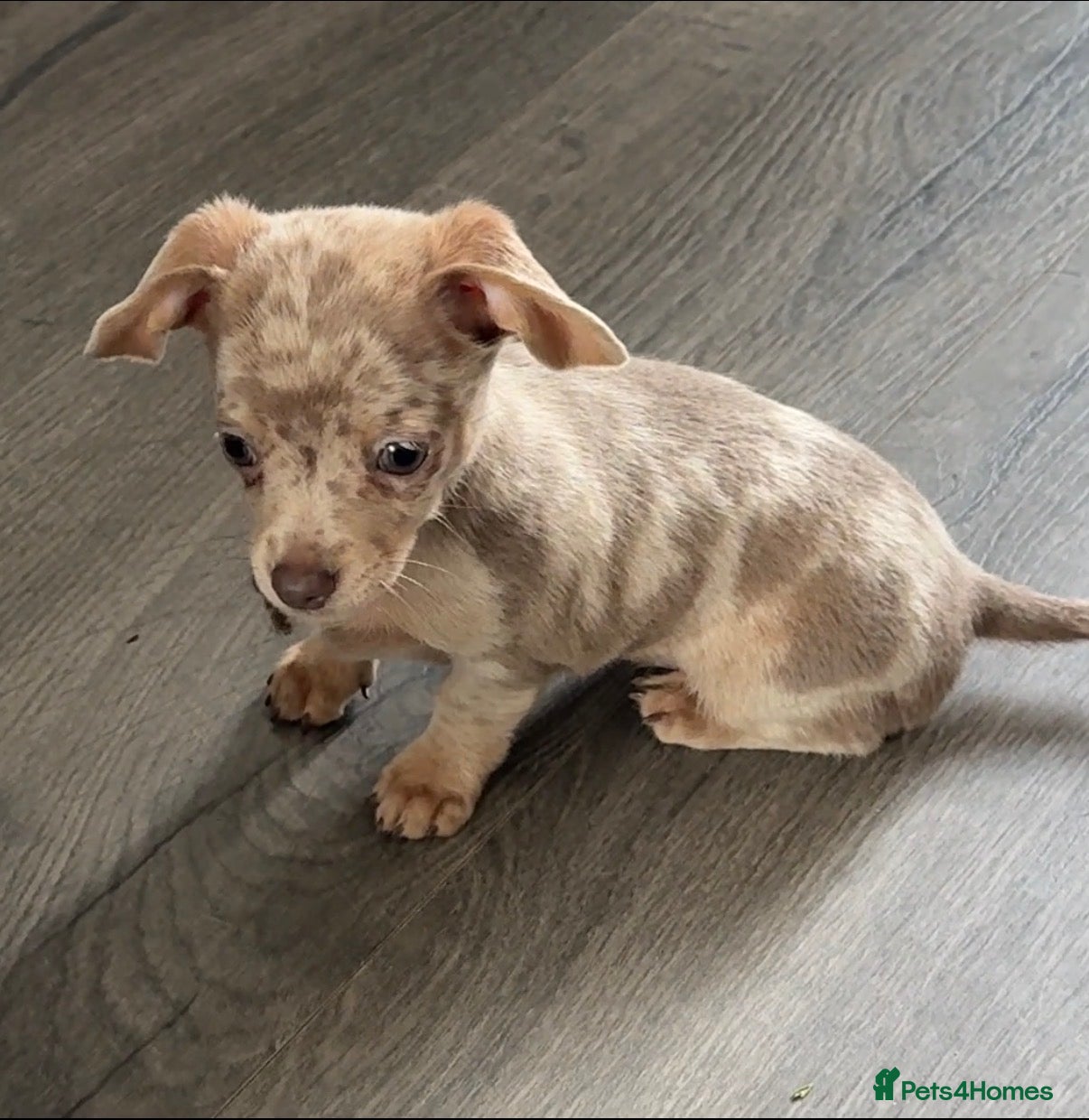 Chiweenie dogs Chiweenie pup. Chihuahua cross dachshund  - Advert 2