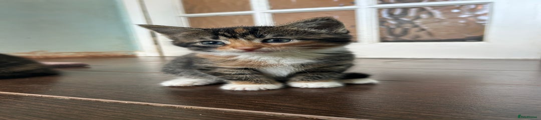 Mixed Breed Kitten 3