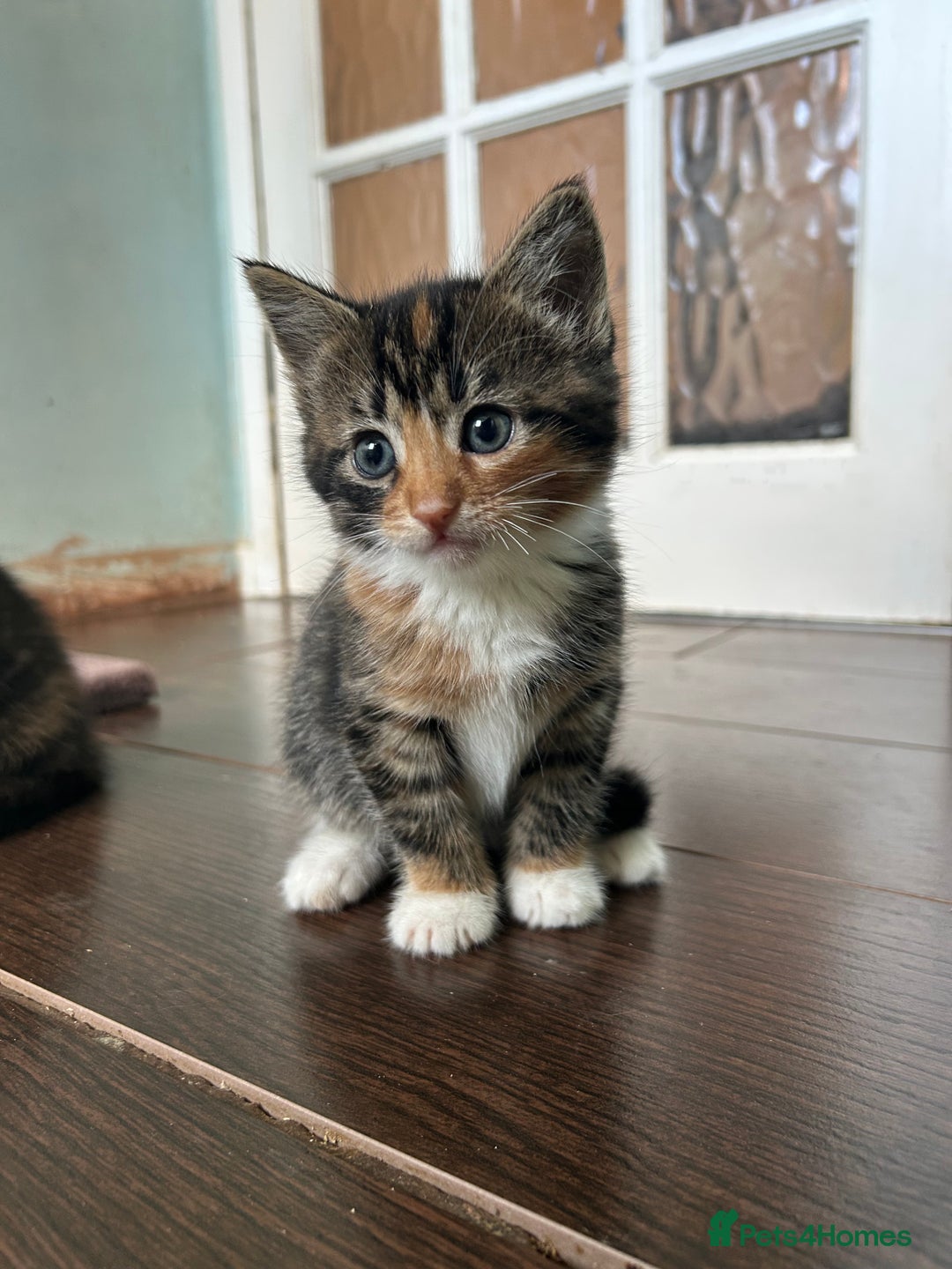 Mixed Breed cats for sale: Five friendly kittens  - Image 3