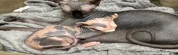 Sphynx cats for sale: Dolce the girl - Advert 12