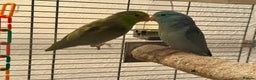 Parakeets birds for sale: 2 beautiful parrotlets with cage/accessories - Advert 4