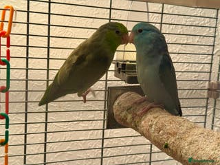 Parakeets birds 2 beautiful parrotlets - Advert 3