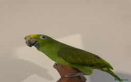 Parrots birds for sale: SILLY TAME HAND REARED BABY YELLOW CROWNED AMAZON - Advert 1