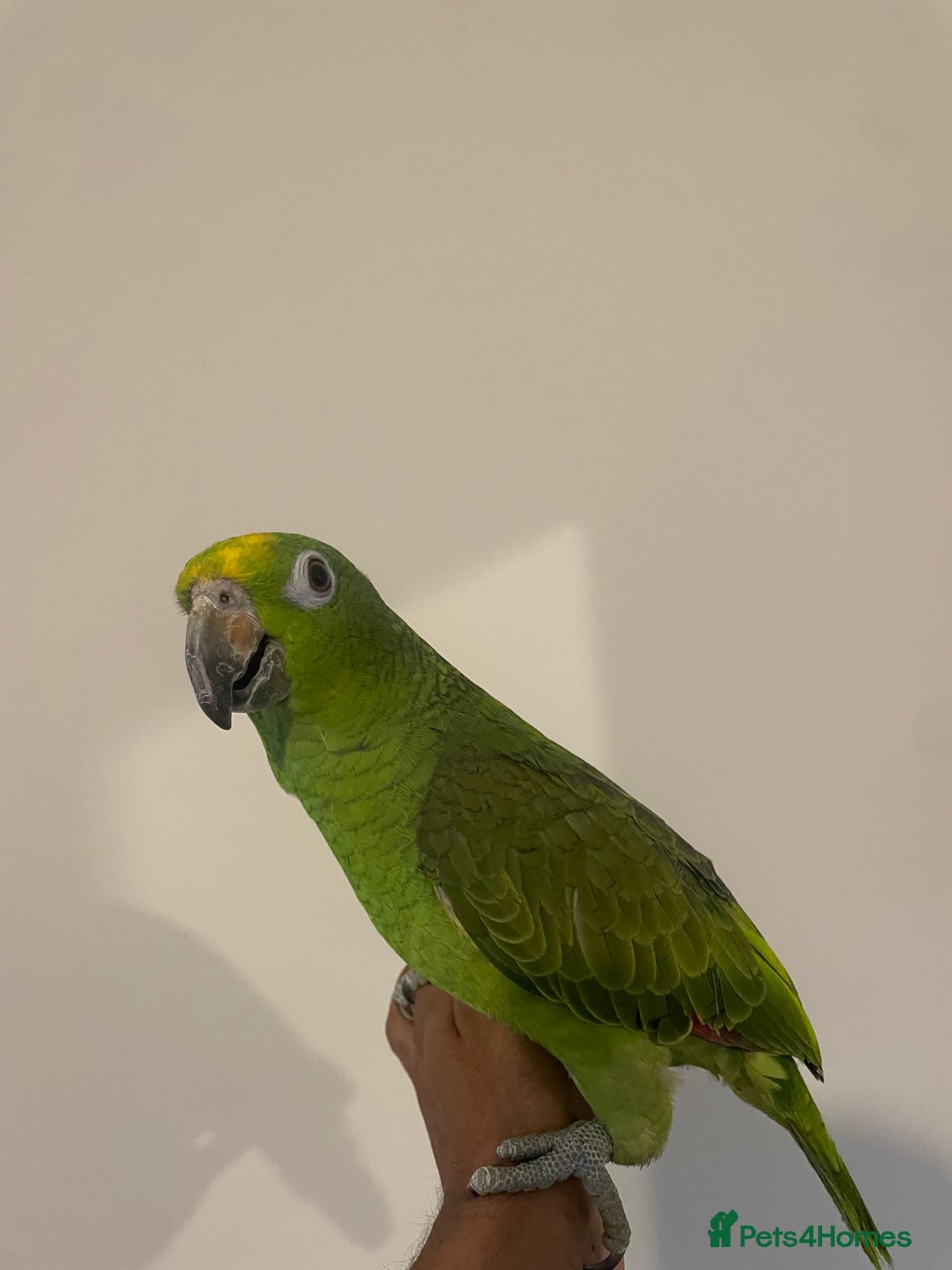 Parrots birds for sale: SILLY TAME HAND REARED BABY YELLOW CROWNED AMAZON - Advert 1