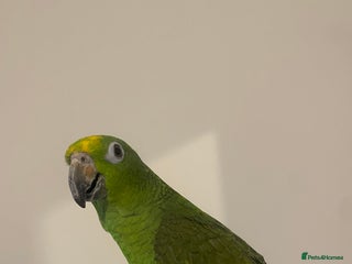 Parrots birds SILLY TAME HAND REARED BABY YELLOW CROWNED AMAZON - Advert 2