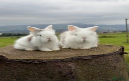 Lionhead rabbits for sale: Beautiful Double Maned Lionheads  in Burnley - Image 4