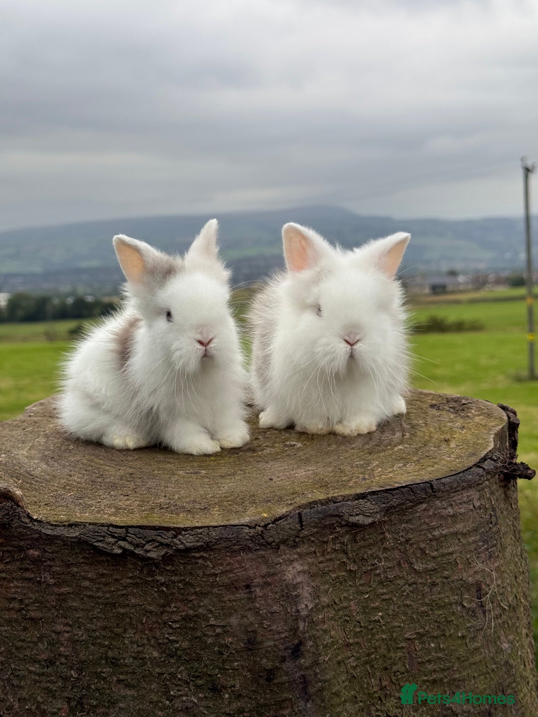 Lionhead rabbits for sale: Beautiful Double Maned Lionheads  in Burnley - Image 4