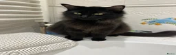 Ragamese cats for sale: Gorgeous ragamese male kitten - Advert 1