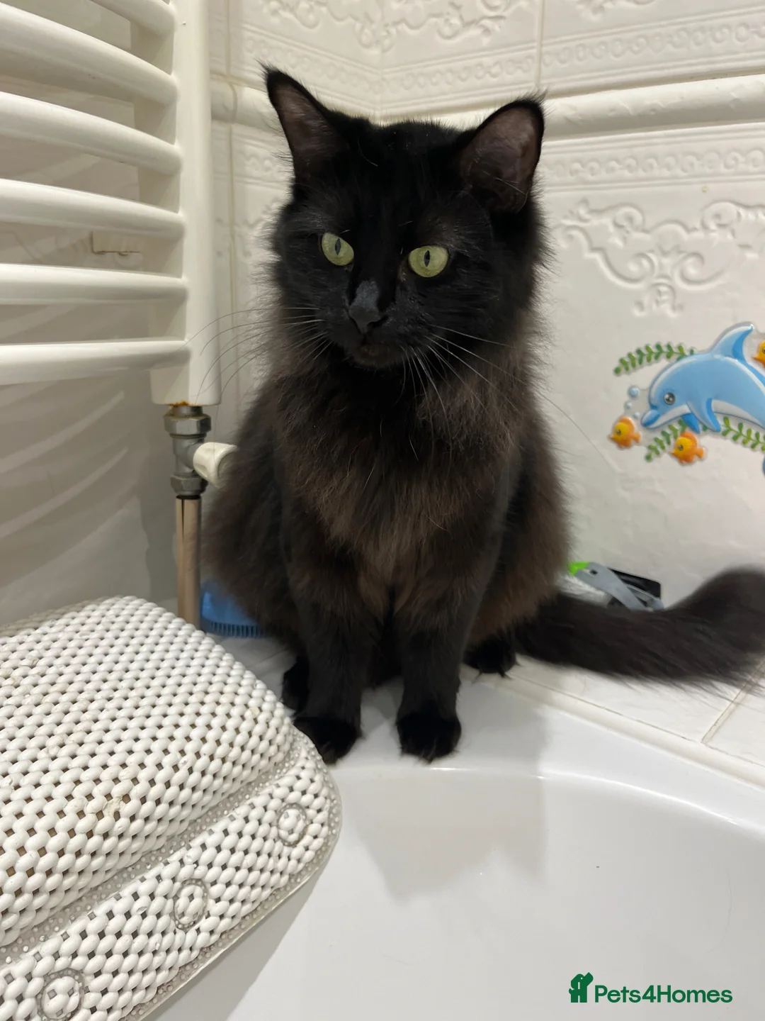 Ragamese cats for sale: Gorgeous ragamese male kitten - Advert 1