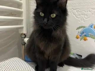 Ragamese cats Gorgeous ragamese male kitten - Advert 3
