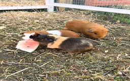 Guinea Pig rodents for sale: Guinea pigs  - Image 3