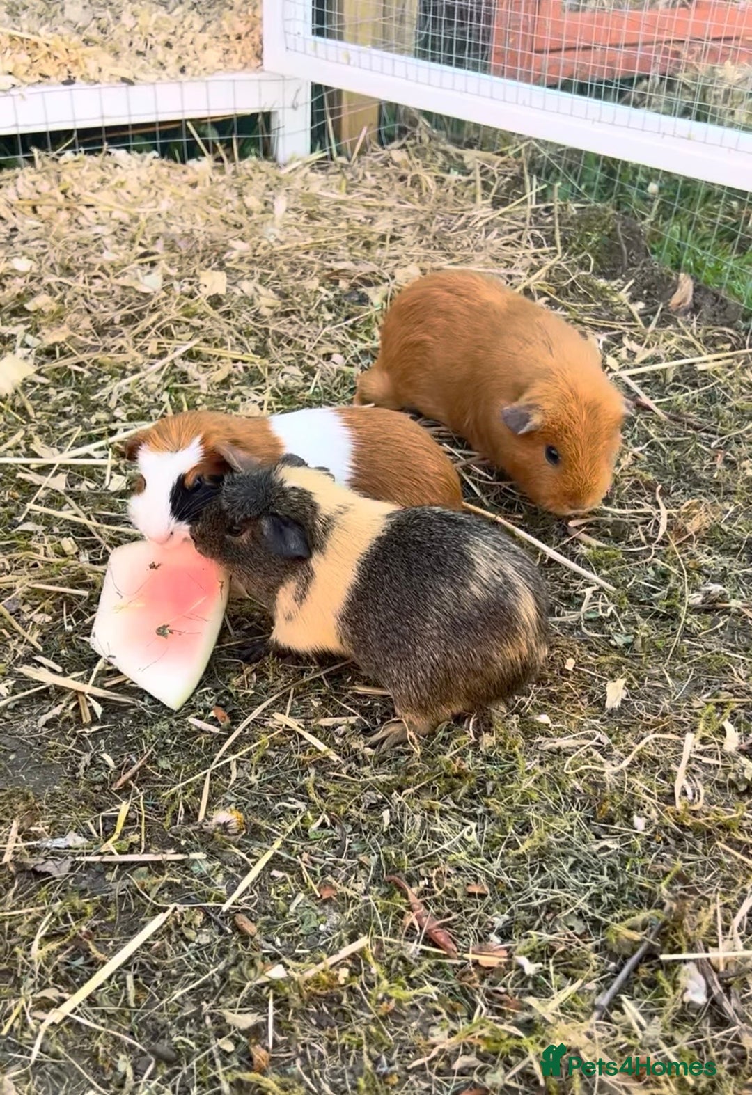 Guinea Pig rodents for sale: Guinea pigs  - Image 3