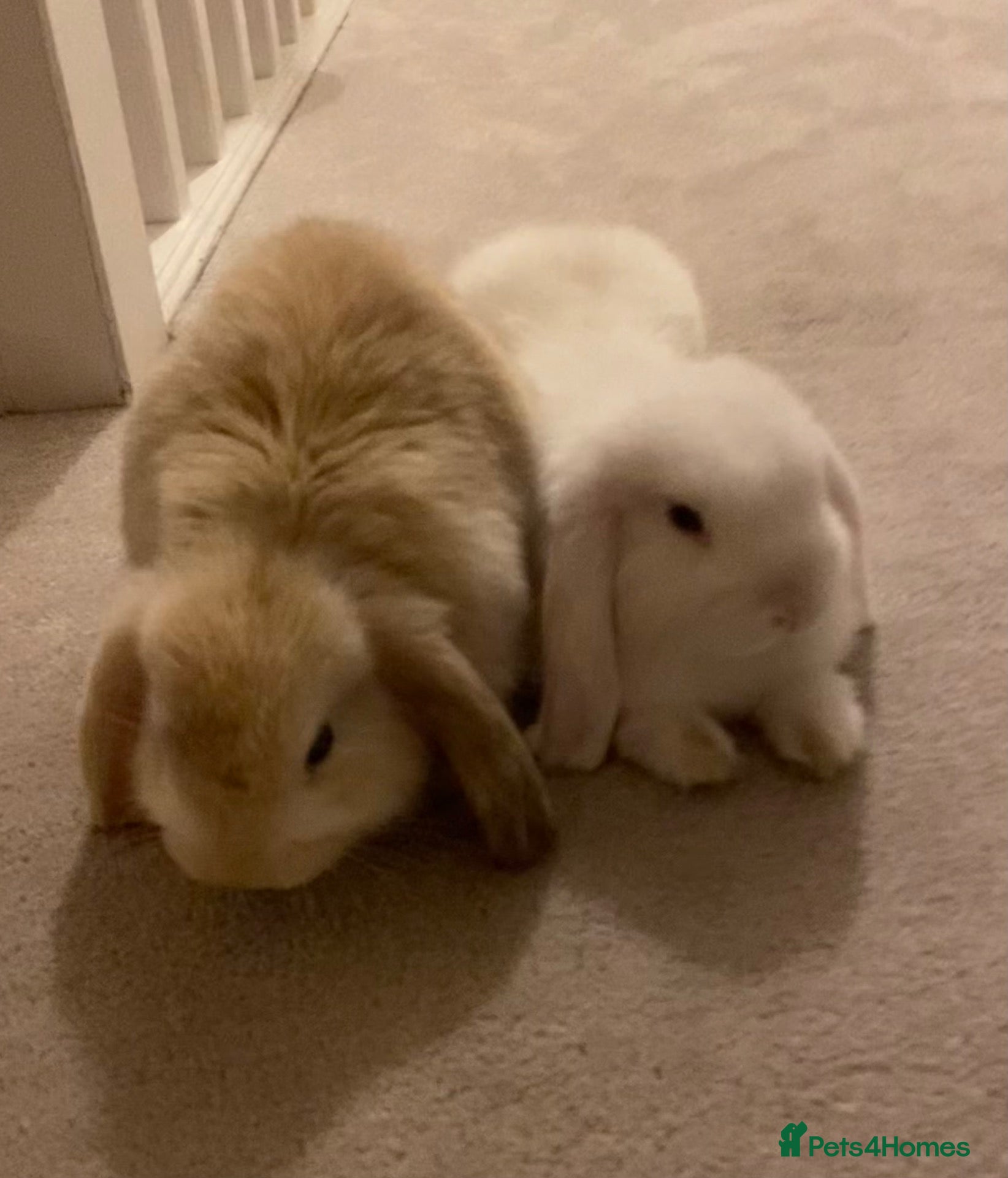 Mini Lop rabbits 2 x bonded male mini lops - Advert 1