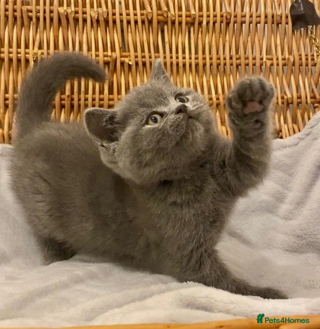 British Shorthair cats for sale: 🧸EXCEPTIONAL QUALITY PURE BREED BSH TEDDY BEARS🧸 - Advert 30