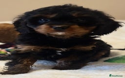 Cavapoo dogs for sale: Health-checked calm loving pups - Image 6