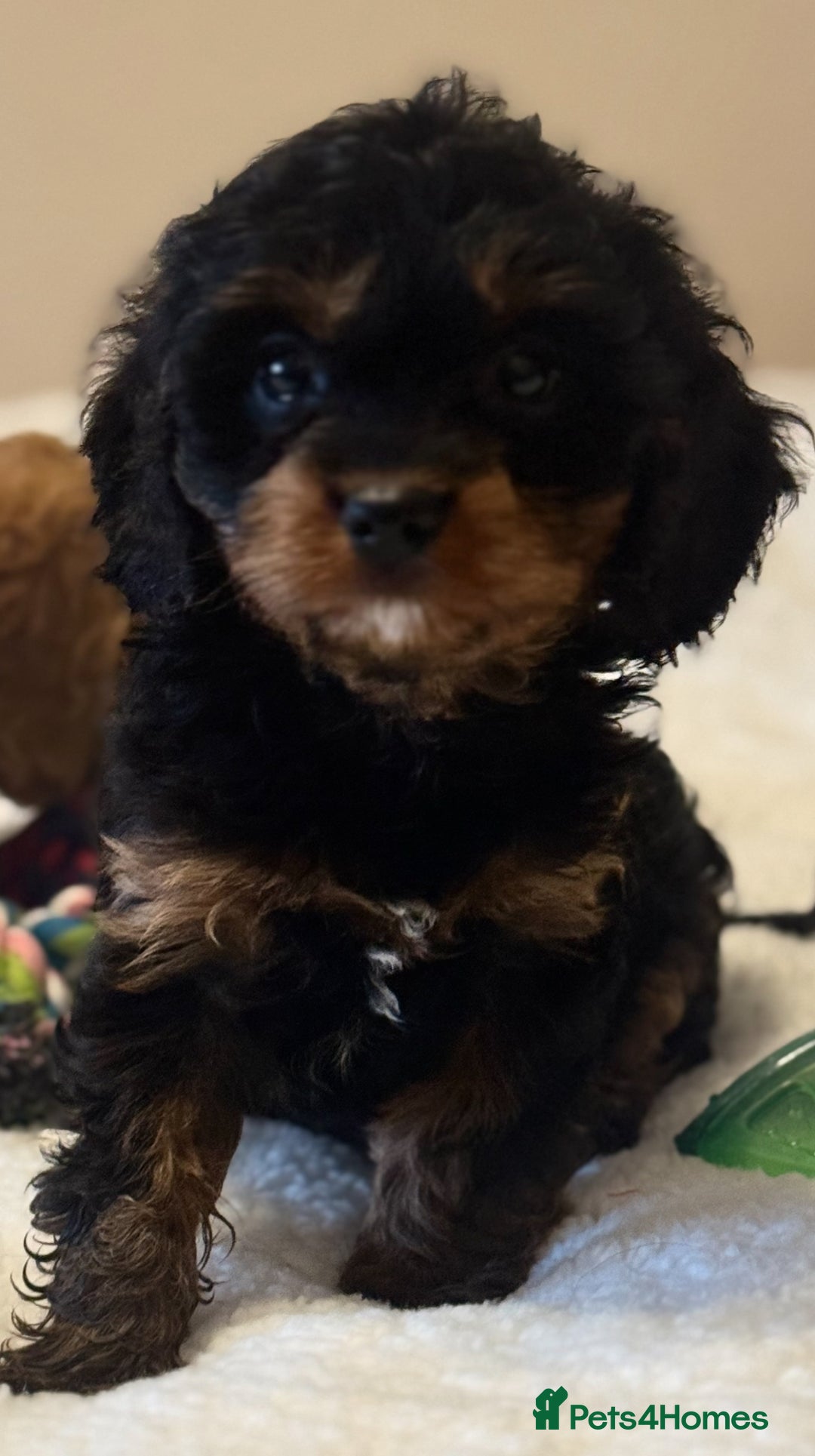 Cavapoo dogs for sale: Health-checked calm loving pups - Image 6