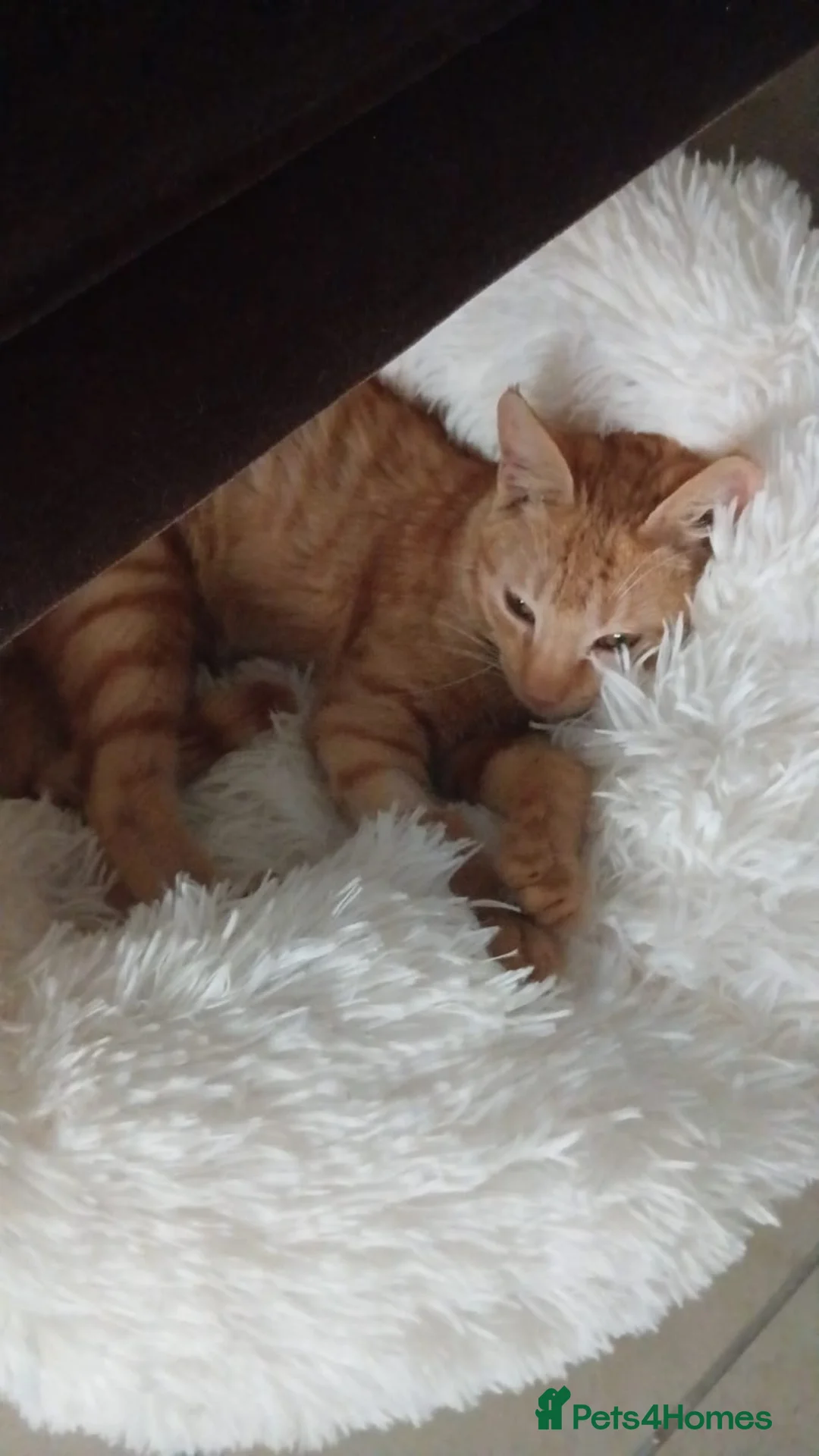 Mixed Breed cats for adoption: AZY - INTELLIGENT AFFECTIONATE KITTEN NEUTERED  - Advert 7