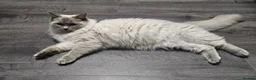Ragdoll cats for sale: PURE BREED RAGDOLL CAT - Advert 2