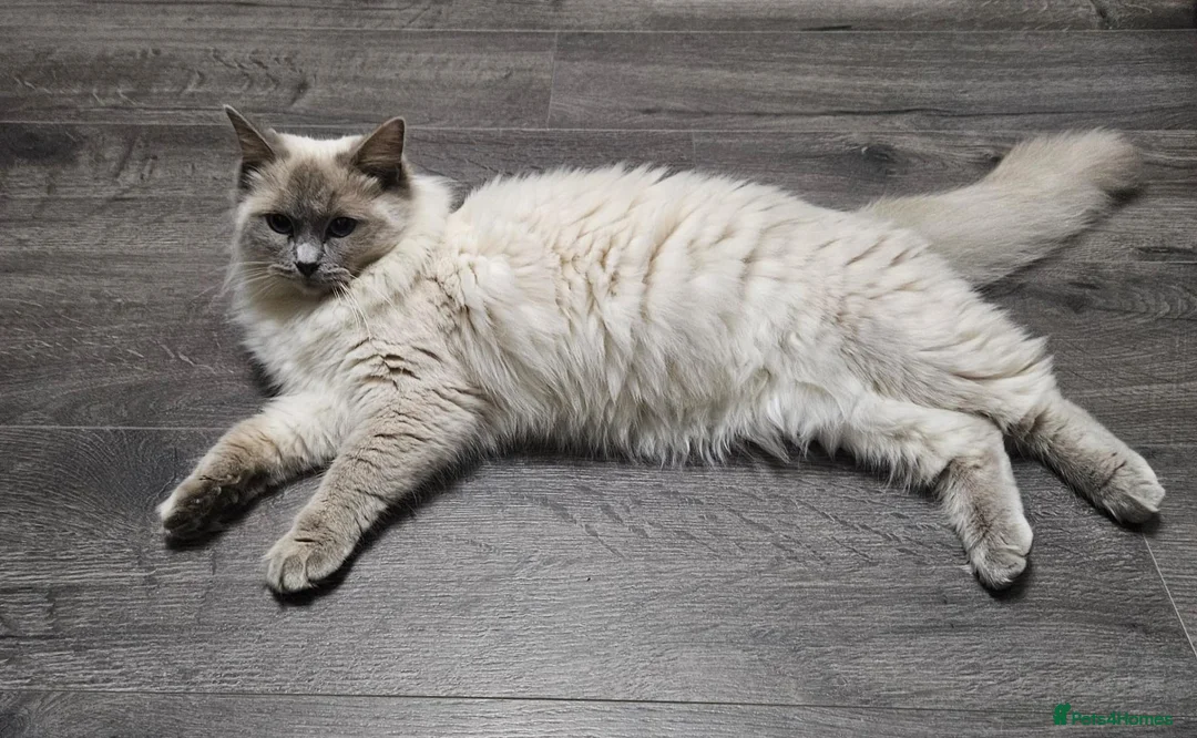 Ragdoll cats for sale: PURE BREED RAGDOLL CAT - Advert 2