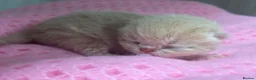 Exotic cats for sale: STUNNING EXOTIC CHUNKY KITTENS - Advert 8