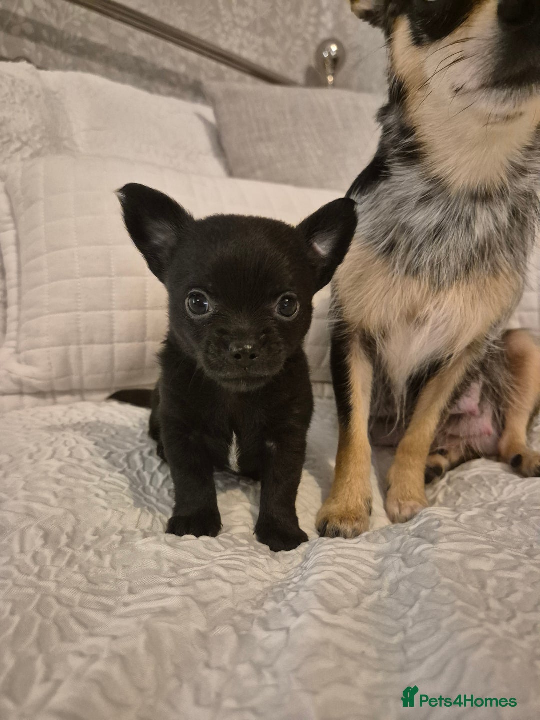 Chihuahua dogs for sale: 4 pure breed chihuahua, 2 merle  2 twins - Advert 29