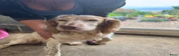 Cocker Spaniel dogs for sale: 3 cocker spaniel puppies - Advert 1