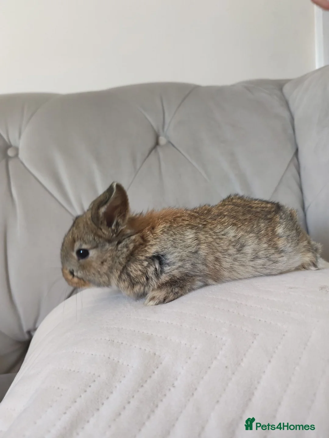 Mini Lion Lop rabbits for sale: Lop/ lion head baby bunnys  - Advert 2